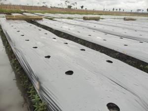 Budidaya melon - Pemasangan mulsa dan pembuatan lubang tanam 1