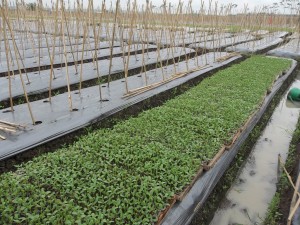 Budidaya melon - Penyemaian bibit melon