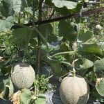 Pemupukan Pada Tanaman Melon