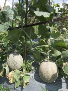 Budidaya melon hampir panen tetapi terkena penyakit antraknosa