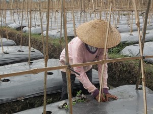 Budidaya melon - pemindahan bibit melon