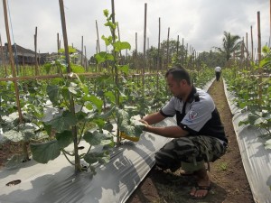 Budidaya melon - umur 1 bulanan - jenis melon roket