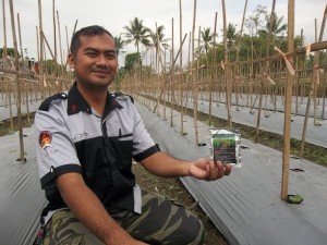 Pengocoran tanaman melon dengan mosa bio SPF