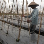 budidaya melon Pemasangan tajar ajir