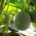 Pedoman Budidaya Melon