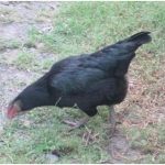 Berternak Ayam Kampung