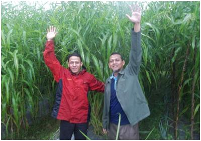 (Kiri) Baron Sani Petani Hanjeli– Magelang. Tinggi tanaman bisa sampai 2 meter.