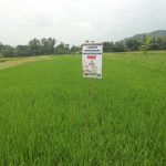 Pedoman Ringkas Budidaya Padi Secara Full Organik