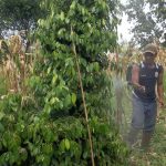 Aplikasi Pestisida Biologi / Agens Hayati Pada Tanaman Lada