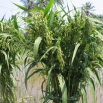 Budiaya Tanaman Hanjeli (Job’s Tear) dengan Teknologi MMC