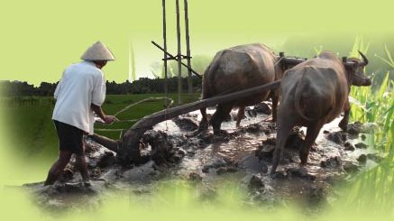 modul budidaya padi dengan pupuk berimbang