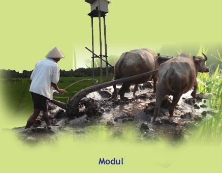 modul budidaya padi dengan pupuk berimbang