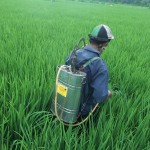 Aplikasi TOP BN di lapangan - pengendalian hayati hama wereng