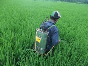 Aplikasi TOP BN di lapangan - pengendalian hayati hama wereng