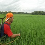 Aplikasi TOP BN di lapangan - pengendalian hayati hama wereng