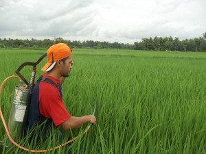 Aplikasi TOP BN di lapangan - pengendalian hayati hama wereng