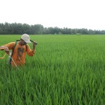 Salah satu petani yang ikut andil mengaplikasikan TOP BN untuk pengendalian hayati hama wereng