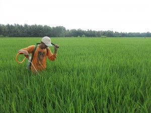 Salah satu petani yang ikut andil mengaplikasikan TOP BN untuk pengendalian hayati hama wereng