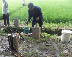 Salah satu petani yang ikut andil mengaplikasikan TOP BN untuk pengendalian hayati hama wereng