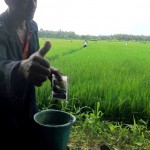 Salah satu petani yang ikut andil mengaplikasikan TOP BN untuk pengendalian hayati hama wereng