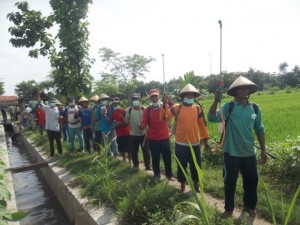 Gerakan massal pengendalian hayati hama wereng dengan TOP BN pada tanaman padi