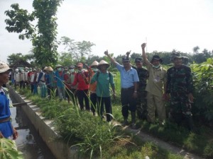 Gerakan massal pengendalian hayati hama wereng dengan TOP BN pada tanaman padi