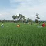 Gerakan massal pengendalian hayati hama wereng dengan TOP BN pada tanaman padi