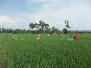 Gerakan massal pengendalian hayati hama wereng dengan TOP BN pada tanaman padi