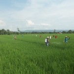 Gerakan massal pengendalian hayati hama wereng dengan TOP BN pada tanaman padi