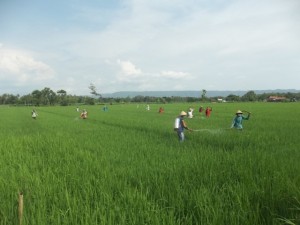 Gerakan massal pengendalian hayati hama wereng dengan TOP BN pada tanaman padi