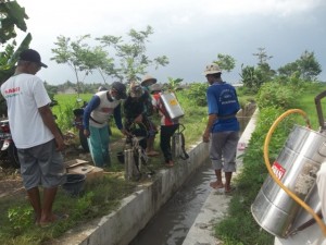 Gerakan massal pengendalian hayati hama wereng dengan TOP BN pada tanaman padi