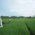 Gerakan massal pengendalian hayati hama wereng dengan TOP BN pada tanaman padi