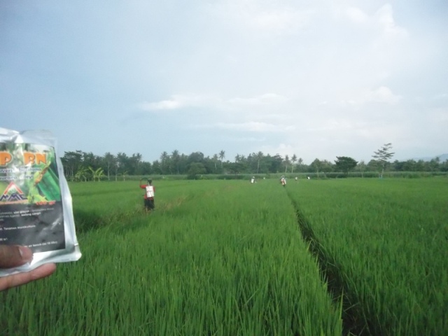 Gerakan massal pengendalian hayati hama wereng dengan TOP BN pada tanaman padi