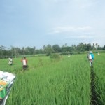 Gerakan massal pengendalian hayati hama wereng dengan TOP BN pada tanaman padi