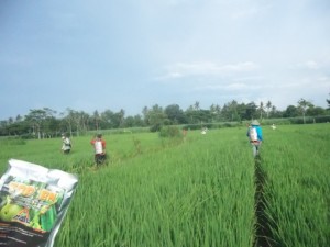 Gerakan massal pengendalian hayati hama wereng dengan TOP BN pada tanaman padi