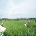 Gerakan massal pengendalian hayati hama wereng dengan TOP BN pada tanaman padi