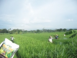 Gerakan massal pengendalian hayati hama wereng dengan TOP BN pada tanaman padi