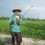 Gerakan massal pengendalian hayati hama wereng dengan TOP BN pada tanaman padi