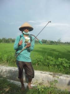 Gerakan massal pengendalian hayati hama wereng dengan TOP BN pada tanaman padi