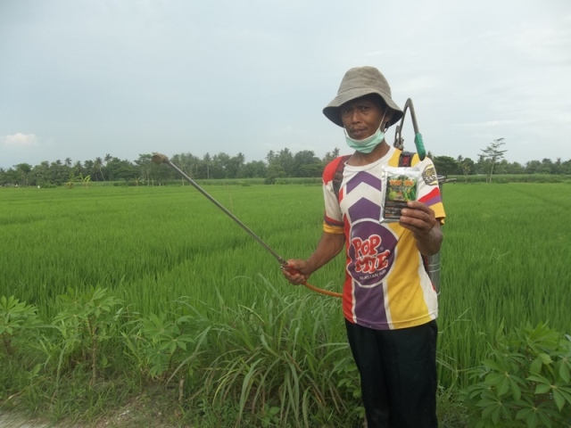 Gerakan massal pengendalian hayati hama wereng dengan TOP BN pada tanaman padi