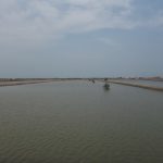 Pedoman Budidaya Udang jenis udang Windu dan udang Vannamei