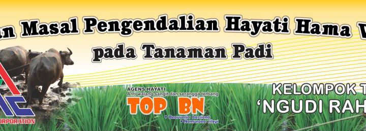 gerakan masal pengendalian wereng dengan agens hayati pada tanaman padi - aman