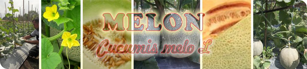 header budidaya melon