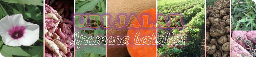 header budidaya ubi jalar