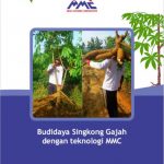 Modul Budidaya Singkong Gajah (Manihot esculenta)