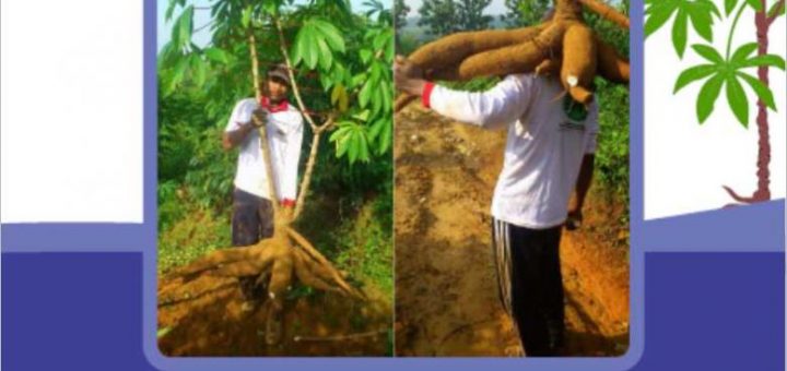 modul budidaya singkong gajah