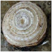 Bonggol anakan pisang yang telah dimatikan titik tumbuhnya