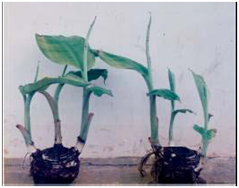 Tunas yang tumbuh dari bonggol siap dipisahkan