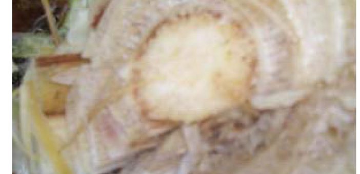 Ciri-ciri bonggol pisang terkena penyakit layu bakteri atau penyakit darah