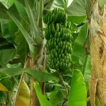 Ada apa dengan tanaman pisang anda?